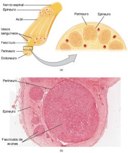 Anatomia de un nervio